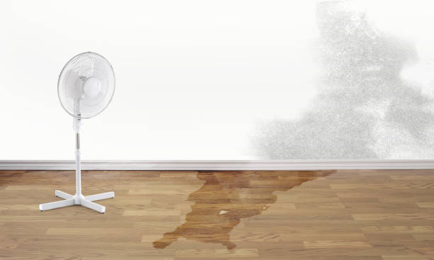 Best Professional water damage repair  in Mcnary, AZ