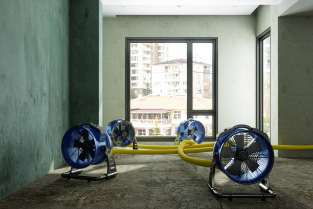 Best Carpet water damage restoration  in Mcnary, AZ