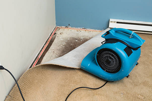 Best Professional water damage repair  in Mcnary, AZ